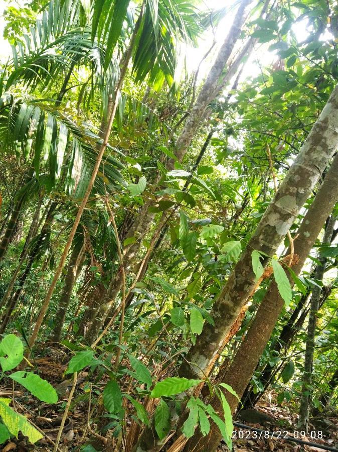 Spiritual Nature Farm - Sri Lanka Matale Extérieur photo